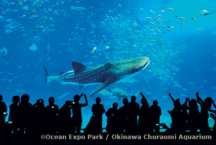 zoom_giappone-okinawa02-Churaumi-Aquarium