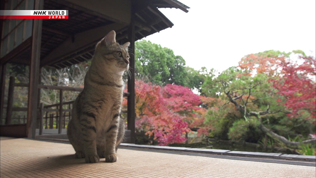 a-cats-eyes-view_Kyoto_NHK-WORLD-JAPAN