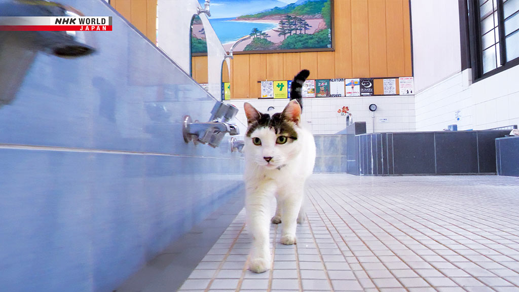 a-cats-eyes-view_Tokyo_NHK-WORLD-JAPAN